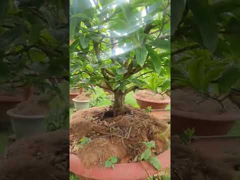 Mai vàng Bình Định