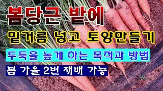 [텃밭농부 1,798]  봄당근 심을 밭에 밑거름 넣고 토양 만들기. 봄,가을 2번 재배 가능. #당근재배