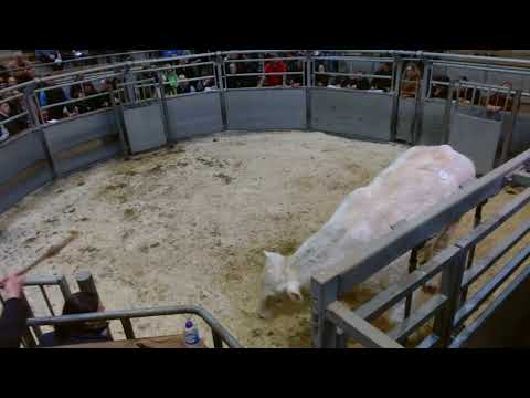 Kinclune Charolais Dispersal 08.11.2025