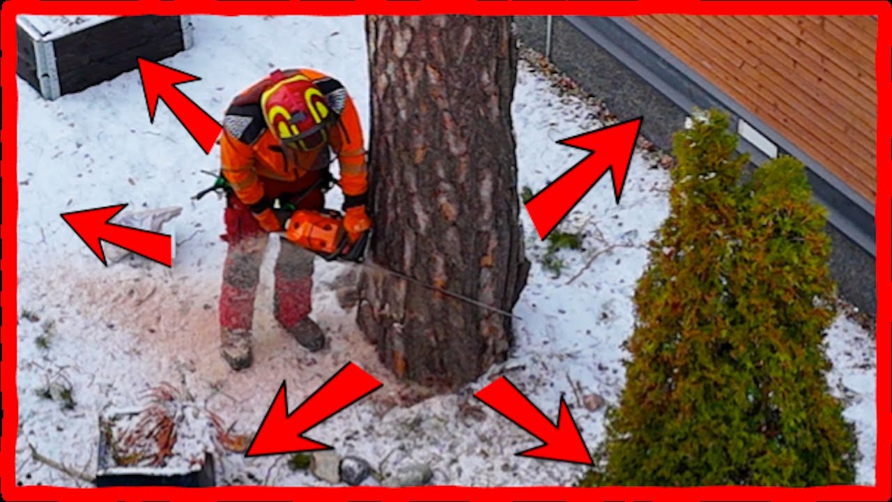No Room to Fell a Tree? Watch This Genius Solution!