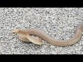Australia's deadliest snake, the eastern brown snake