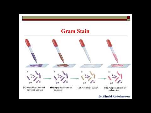Gram Positive Bacilli 1