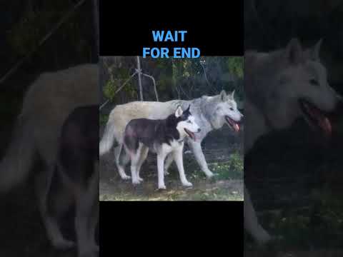 HUSKY DOG VS WOLF#doglover