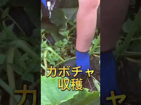 カボチャの正しい収穫方法はこれです 庭の練習