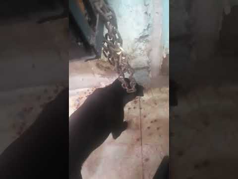 NO PERDER LA ESPERANZA ❣️🐶❣️👨‍🦽👨‍🦽👨‍🦽👨‍🦽👨‍🦽👨‍🦽