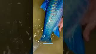 Download lagu ANEH TAPI NYATA || IKAN LANGKA || BLUE MASHER || IKAN MASER BIRU #shorts #short #ikan #fish mp3