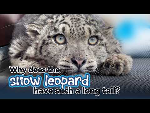 Why does the snow leopard have such a long tail?