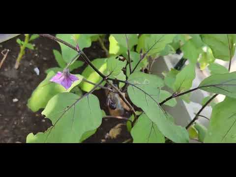 Joy to see Flowers and Vegetables growing