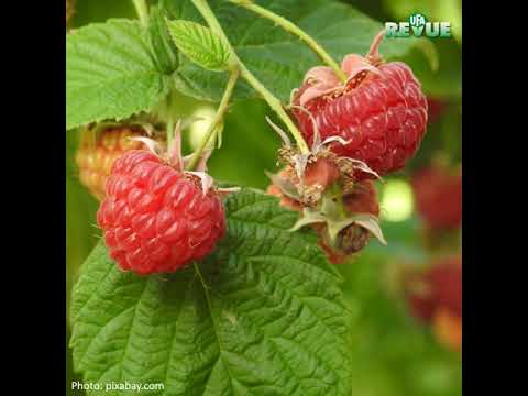 Framboises Bio