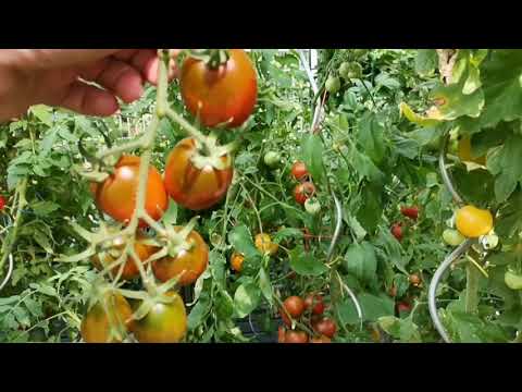 Sortenprofil Black Plum und Black Triefel