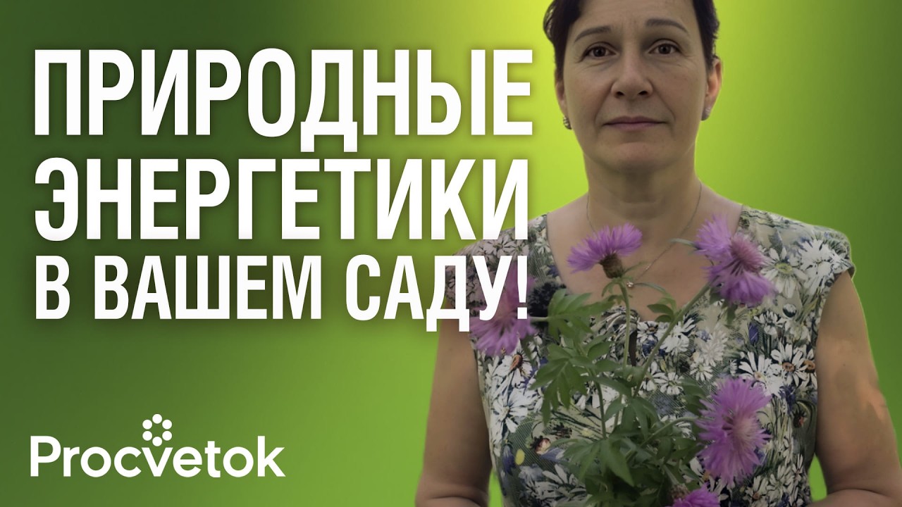 ПРИДАЮТ СИЛ, УМЕНЬШАЮТ СТРЕСС, ДОБАВЛЯЮТ ЭНЕРГИИ! Незаменимые растения для здоровья и бодрости
