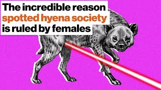 The incredible reason spotted hyena society is ruled by females | Lucy Cooke