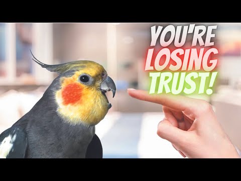 5 Ways to Lose Your Bird's Trust
