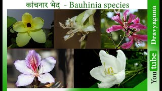 preview picture of video 'कांचनार भेद Kanchanaar types Bauhinia variegata, B. racemosa, B. purpurea, B. acuminata B. tomentosa'