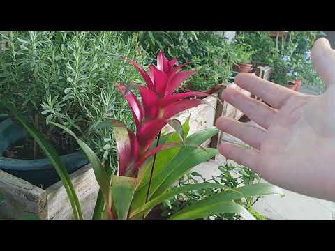 鳳梨花 花語