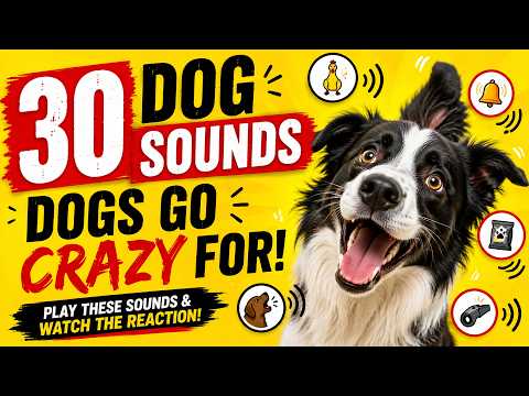 30 Dog Sounds Dogs Go Crazy For 🐶 Your Dog React Instantly?