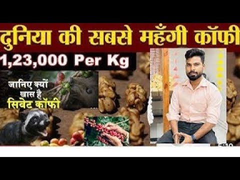 How Civet make World Most Expensive Coffee - Civet Coffee Farming - Coffee Harvest || @UdaanWithAnil