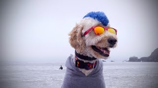 Dog Surfing