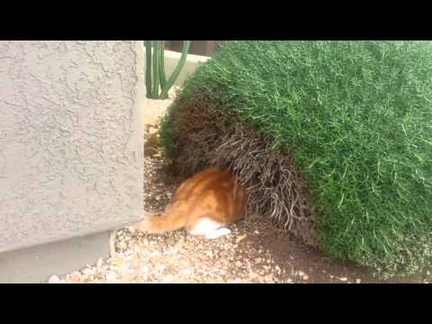 Logan Tabbysaurus Rex Rousting Wabbits