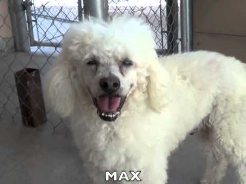 Max-Placed, an adopted Poodle in Canoga Park, CA_image-1