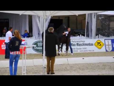 Hengstfohlen v. Goldberg / Sir Donnerhall Don Davidoff