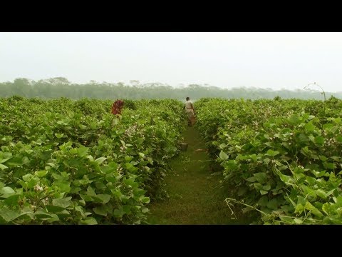 Hyacinth Bean - Hyacinth Bean Cultivation Method On Commercial Basis