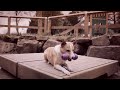 Видео о товаре Busy Buddy Squirrel, Белка, жевательная игрушка для собак / PetSafe (CША)