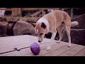 PetSafe® Busy Buddy® Bouncy Bone™ Žaislinis kaulas skanėstams, dydis: L