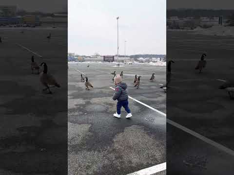 #childrensplay #smileforever #baby #happy #winter #geese