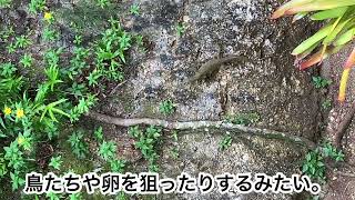 【Guam life】 Monitor Lizard at my backyard l 裏庭にモニターリザードが!