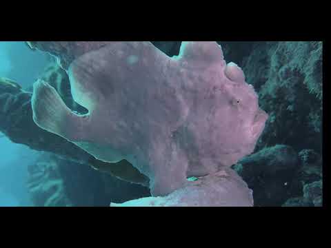 16 Odd-Shaped Bottom Dwellers A - scuba diving video