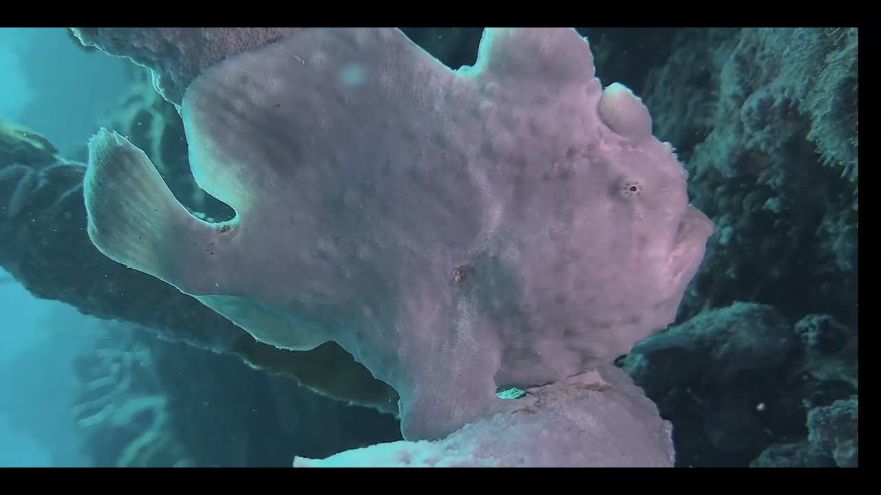 16 Odd-Shaped Bottom Dwellers A