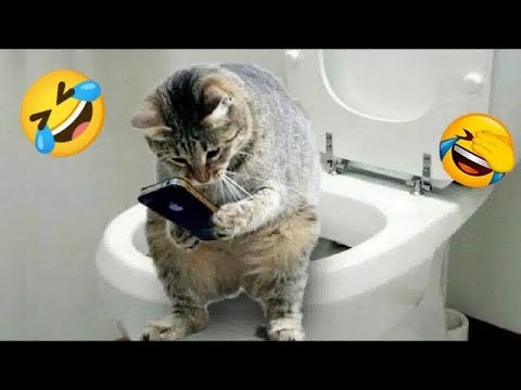 Funniest Dogs and Cats 🤣 Funny Animal Videos 2024 😸
