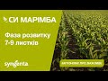 Насіння кукурудзи СИ МАРІМБА