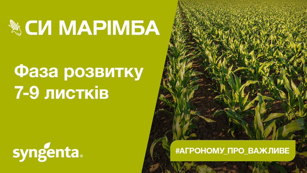 Насіння кукурудзи СИ МАРІМБА