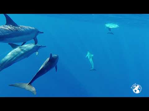 Great Hammerhead Shark – Tamataroa Ep.9 - Arrival at Rangiroa