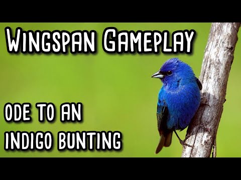 Wingspan Gameplay | Ode to an Indigo Bunting - YouTube