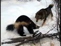 Wolverine vs wolfs and mastin tibetaff vs snow leopard