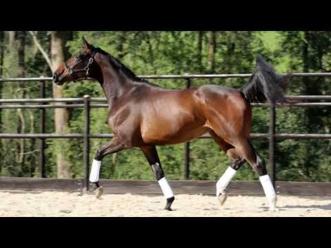 Bloomfield Franziska