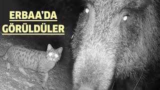 TOKAT ERBAA’DA VAHŞİ YAŞAM FOTOKAPANA YANSIDI
