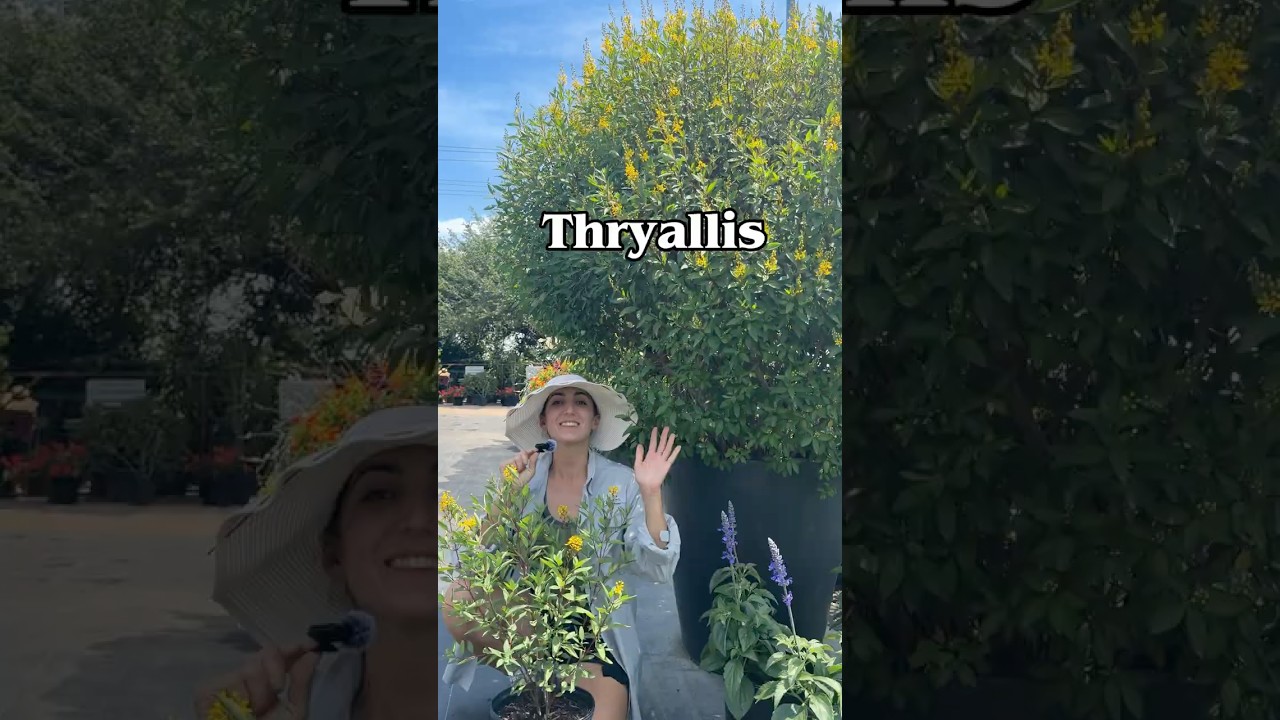 A nursery expert sitting next to a potted Thryallis shrub showcasing its vibrant yellow summer flowers.