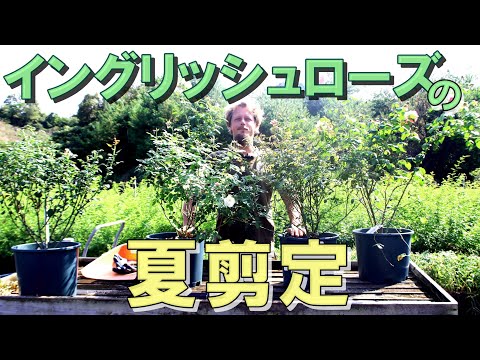 イングリッシュローズ「ヘリテージ」 植物