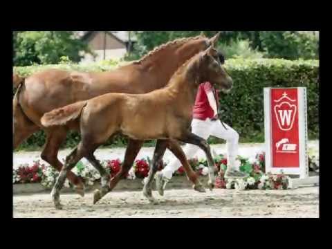 60 Bon Chance Hengst v. Bon Coer - Wolkentanz