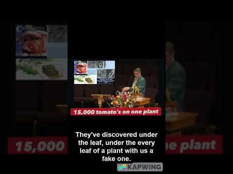 15,000 TOMATO'S IN ONE PLANT with just sound and light