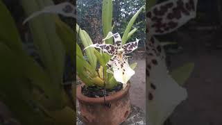 Beallara tahoma glacier #Shorts