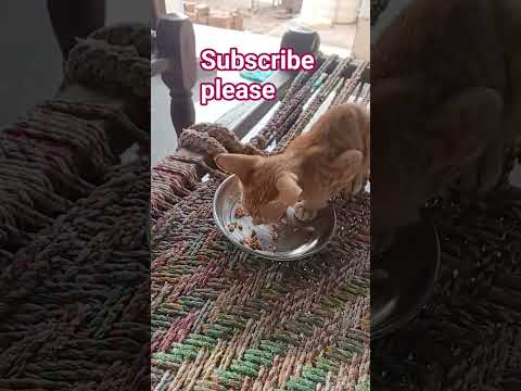 little cat eating food #catvideos #viralshorts #catlovers