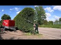 Trimming a large hedge of Thuja