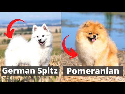 German Spitz vs Pomeranian: Which one would be better for you?