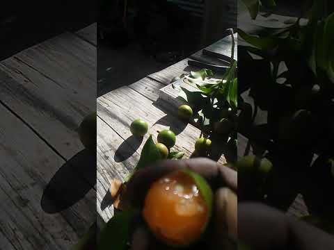 Tropical fruit Kenneth! in 12/15/22😱