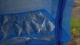 Как сделать для сушки рыбы сетку